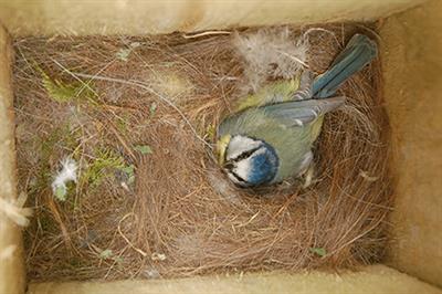 Causes and Consequences of Intraspecific Variation in Nesting Behaviors: Insights from Blue Tits and Great Tits